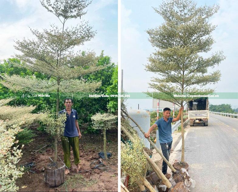 mua cây bàng cẩm thạch giá tốt